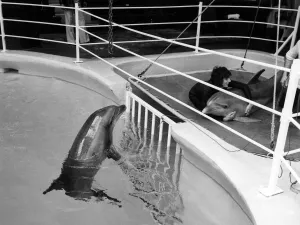 As Bonnie the dolphin is held down for the vet by her trainer, John Dineley As Bonnie the dolphin is held down for the vet by her trainer, John Dineley