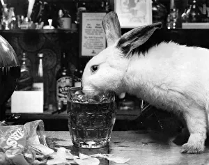 Boozer the 14 week old rabbit pet of licensee of the Montville Hotel Boozer the 14 week old rabbit pet of licensee of the Montville Hotel