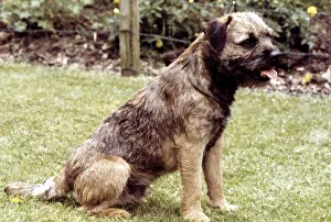 A Border Terrier Dog sitting down June 1987 A Border Terrier Dog sitting down June 1987