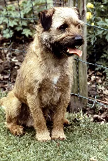 A Border Terrier Dog sitting down June 1987 A Border Terrier Dog sitting down June 1987