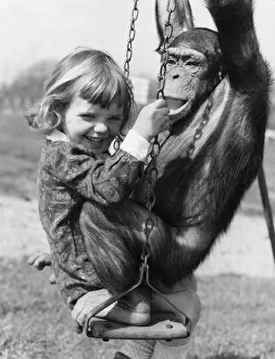 Bosom friends Rosie the chimp and Tracey Clews seen here playing on the swings at Southam Bosom friends Rosie the chimp and Tracey Clews seen here playing on the swings at Southam