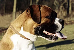 A Boxer dog in profile with tongue hanging out June 1987 A Boxer dog in profile with tongue hanging out June 1987