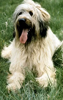 A Briard dog sitting with his tongue hanging out june 1987 A Briard dog sitting with his tongue hanging out june 1987