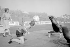 Bristol City football player Kevin Mabbutt heads the ball to a sea lion at a photocall at Bristol City football player Kevin Mabbutt heads the ball to a sea lion at a photocall at