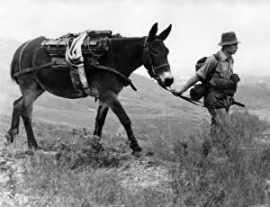 British ArmyIs last mule team climbs Crest Hill on the Hong Kong British ArmyIs last mule team climbs Crest Hill on the Hong Kong
