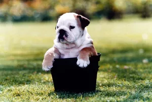 British Bulldog sitting in a Plant pot - May 1994 British Bulldog sitting in a Plant pot - May 1994