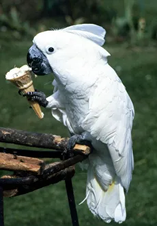 Brolly the cockatoo eating an ice cream June 1985 Brolly the cockatoo eating an ice cream June 1985
