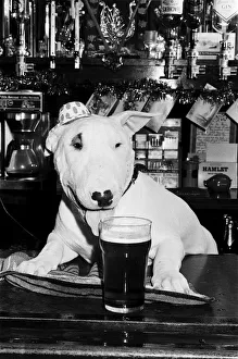 A bull terrier seen here enjoying a couple of pints of stout at his local pub A bull terrier seen here enjoying a couple of pints of stout at his local pub