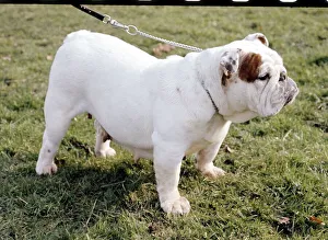 A Bulldog in profile being taken for a walk June 1987 A Bulldog in profile being taken for a walk June 1987