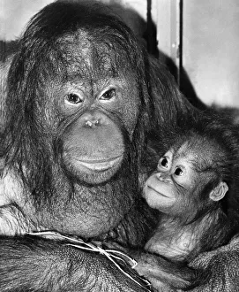 Bunty the orang utan and her 8 months old offspring Sayang Bunty the orang utan and her 8 months old offspring Sayang