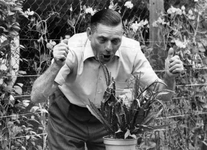 The cactus gets a right mouthful from George - and he swears it take notice The cactus gets a right mouthful from George - and he swears it take notice