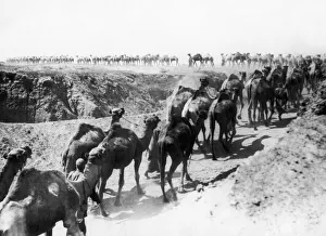 The camels of the Imperial Camel Corps part of the Egyptian Expeditionary Force (EEF The camels of the Imperial Camel Corps part of the Egyptian Expeditionary Force (EEF