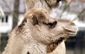 Camels Jock and Nithanya at Belle Vue Zoo in Belfast January 1971 Camels Jock and Nithanya at Belle Vue Zoo in Belfast January 1971