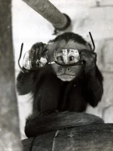 Capi the monkey plays with a pair of glasses at Belle Vue Zoo in Manchester October Capi the monkey plays with a pair of glasses at Belle Vue Zoo in Manchester October