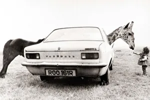 A car hides the metamorphosis of a donkey into a giraffe A car hides the metamorphosis of a donkey into a giraffe