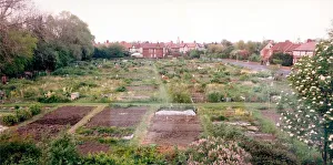 Some well cared for allotments on Rectory Road in Gateshead in July 1995 Some well cared for allotments on Rectory Road in Gateshead in July 1995