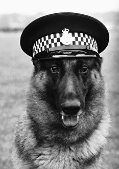 Carl the police dog wearing his handler's cap How this for an arresting sight Carl the police dog wearing his handler's cap How this for an arresting sight