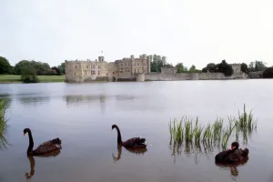 Castles - Leeds Castle Kent -June 1978 Moat Sundial Black Swans River Castles - Leeds Castle Kent -June 1978 Moat Sundial Black Swans River