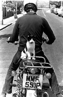 Cat called Maurice on motorcycle pillion circa 1973 Cat called Maurice on motorcycle pillion circa 1973