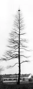 Top Cat Jeremy: Jeremy the cat has been stuck up this tree for days Top Cat Jeremy: Jeremy the cat has been stuck up this tree for days
