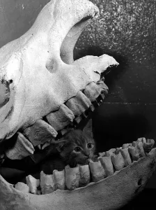 Cat kitten called Ten sing sitting in skull of rhino Belle Vue Zoo Manchester Cat kitten called Ten sing sitting in skull of rhino Belle Vue Zoo Manchester