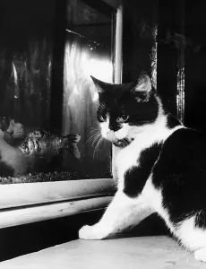 cat looking at gold fish swimming in aquarium one of the three pictures by Daily Record cat looking at gold fish swimming in aquarium one of the three pictures by Daily Record