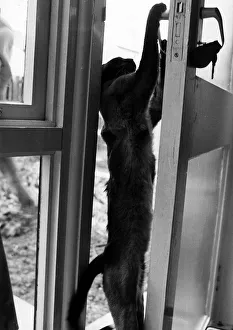 Cat opening door Susa cat belonging to Carole Moffat Eastfield Lea Northumberland Cat opening door Susa cat belonging to Carole Moffat Eastfield Lea Northumberland