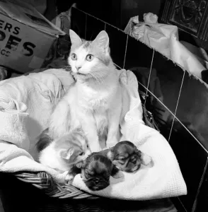 Cat who is fostering abandoned puppies. 1959 Cat who is fostering abandoned puppies. 1959