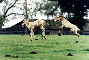 Catch me if you can! - Two Przewalskis Foals playing at Whipsnade Wild Animal Park Catch me if you can! - Two Przewalskis Foals playing at Whipsnade Wild Animal Park