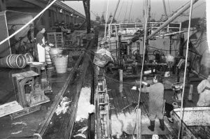 The catch from the trawler Valther is off loaded at the Fish Dock prior to the mornings The catch from the trawler Valther is off loaded at the Fish Dock prior to the mornings