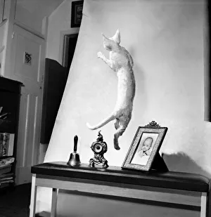 Cats: When it comes to getting off the ground then five-month's old Bianco Cats: When it comes to getting off the ground then five-month's old Bianco