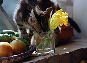 Cats Kitten drinking from glass with flower in Cats Kitten drinking from glass with flower in