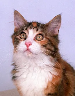 Cats Mainecoon America Kitten September 1996 Cats Mainecoon America Kitten September 1996