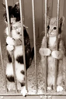 Two cats plead for justice - holding onto bars like a prison cell looking to the outside Two cats plead for justice - holding onto bars like a prison cell looking to the outside