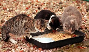 Cats at Sheriff Kieran McLernans holiday farm 'Peockstone Farm Cats at Sheriff Kieran McLernans holiday farm 'Peockstone Farm