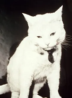 Celebrity Arthur the White Cat who featured in Television advertisements October Celebrity Arthur the White Cat who featured in Television advertisements October