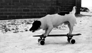 Chango the skateboarding Jack Russell Terrier on 13th December 1981 Chango the skateboarding Jack Russell Terrier on 13th December 1981