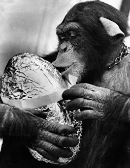 Charles the Chimp: Charles the 3 year old Chimp - with his easter egg Charles the Chimp: Charles the 3 year old Chimp - with his easter egg