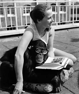 Charles the seven year old chimpanzee can be excused for taking a very special interest Charles the seven year old chimpanzee can be excused for taking a very special interest