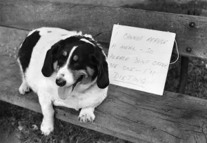Charley, with the notice that owner Kate has drawn up for her own good. July 1973 P006038 Charley, with the notice that owner Kate has drawn up for her own good. July 1973 P006038