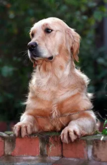 Chelsea the puppy who almost died but is now looking forward to competing in her first Chelsea the puppy who almost died but is now looking forward to competing in her first
