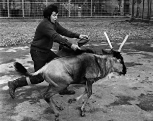 Chessington keeper David Flower does his bullfighting act to keep Charlie Twistgrip Chessington keeper David Flower does his bullfighting act to keep Charlie Twistgrip