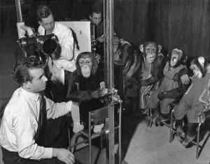 Chest X-ray photographs of chimpanzees from the Bertram Mills Circus were taken at Chest X-ray photographs of chimpanzees from the Bertram Mills Circus were taken at
