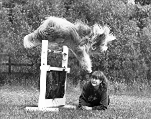 Chewy the Collie, is taking the lead in a new sport which is becoming increasingly Chewy the Collie, is taking the lead in a new sport which is becoming increasingly
