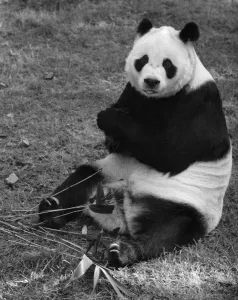 Chi Chi the panda seen here at London Zoo October 1971 P007419 Chi Chi the panda seen here at London Zoo October 1971 P007419
