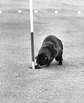 Chick adds another golf ball to his collection. December 1973 P006159 Chick adds another golf ball to his collection. December 1973 P006159