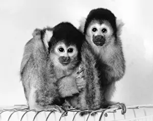Chico, a South American squrrel monkey, was heartbroken when thieves took his mate Beano Chico, a South American squrrel monkey, was heartbroken when thieves took his mate Beano