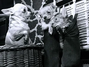 Chihuahua called Tom Thumb is the proud father of two little puppies housed in a pair of Chihuahua called Tom Thumb is the proud father of two little puppies housed in a pair of