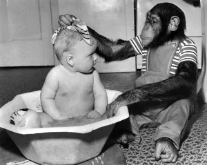 Children with animals and birds: Tina baths the baby. July 1979 P023244 Children with animals and birds: Tina baths the baby. July 1979 P023244