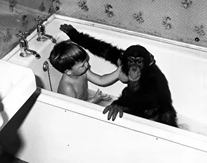 Children - Animals Chimps Young David Cawley and his pal Charles the Chimp in Children - Animals Chimps Young David Cawley and his pal Charles the Chimp in